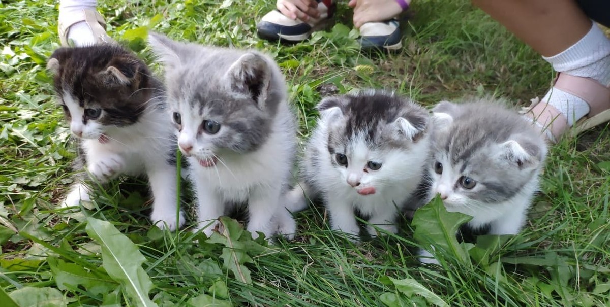 Свежие объявления котят. Подрощенные котята. Котята в Сосновом Бору. Коты кошки котята в добрые руки в Москве. Котенка Нытва.