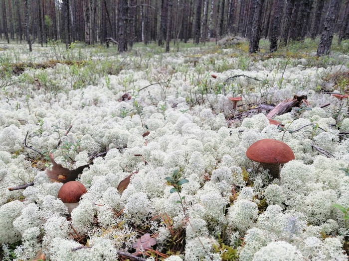 Белые грибы на беломошнике, лесная тропа и медвежьи какашки на ней Лес, Осень, Длиннопост