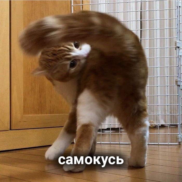 1568800289193896117.jpg