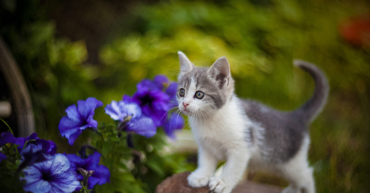 Весенняя лень. Котенок в цветах. Котята на природе. Котики на природе летом. Милые котята в цветах.