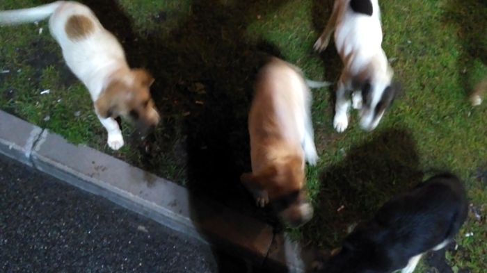 Спасите собакенов!!! Собака, Животные, Длиннопост, Без рейтинга, В добрые руки, Ищу хозяина, Санкт-Петербург