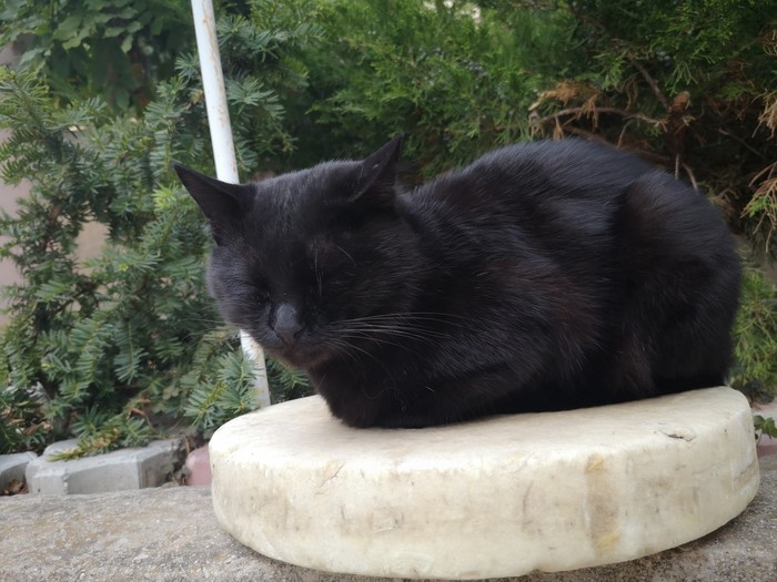 Дары осени в Крыму Осень, Длиннопост, Инжир, Крым, Кот, Фрукты