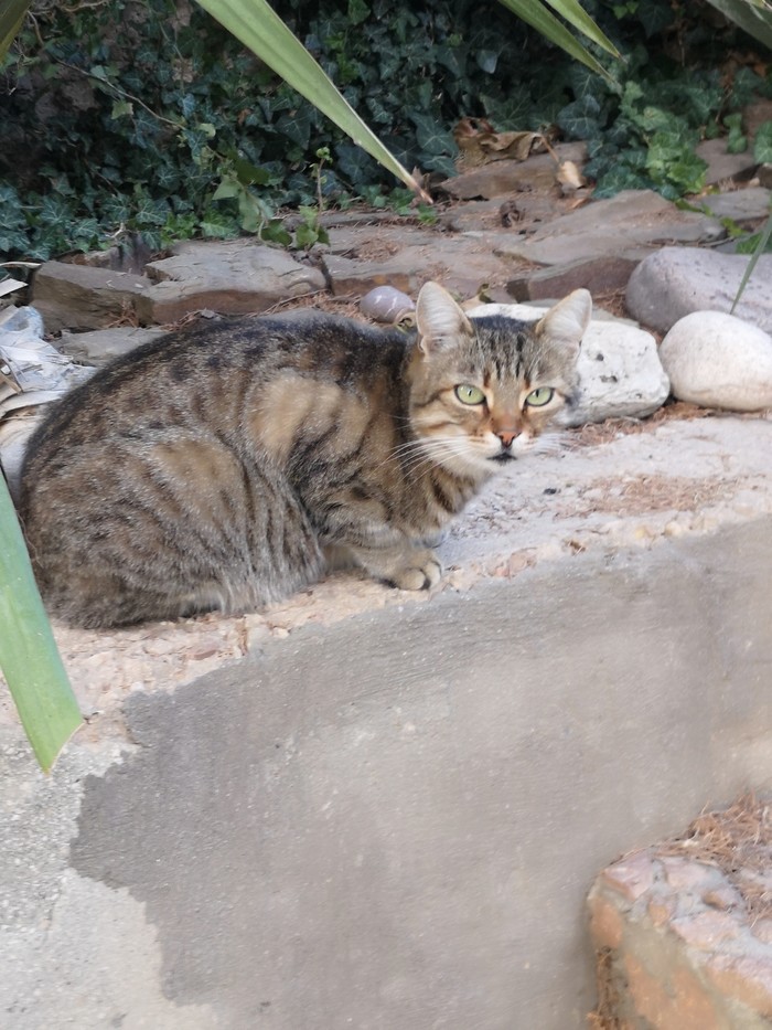 Дары осени в Крыму Осень, Длиннопост, Инжир, Крым, Кот, Фрукты