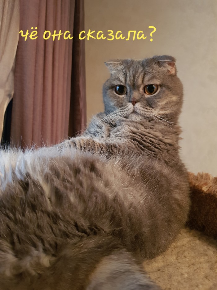 Âå÷åðíèé äèàëîã (ìîíîëîã) Êîò, Êîòîìàôèÿ, Ìèìèêà, Äëèííîïîñò