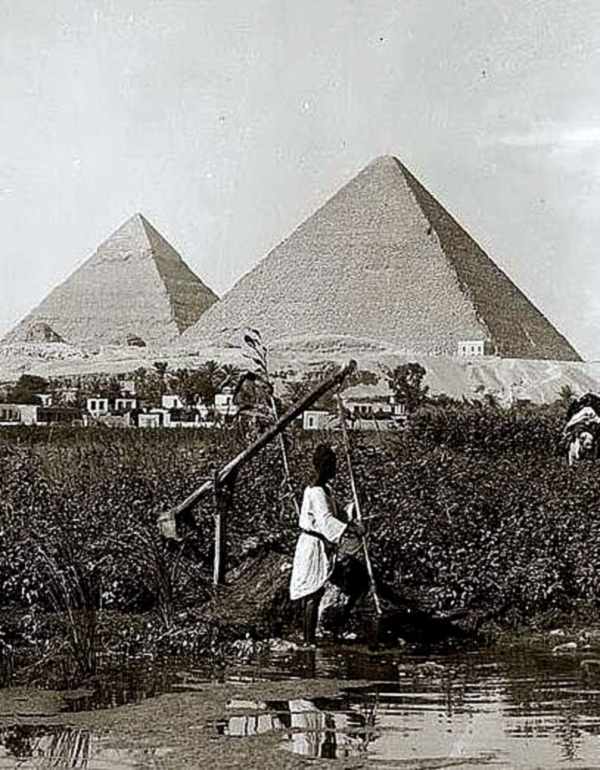 Какие сельскохозяйственные культуры выращивают в египте?