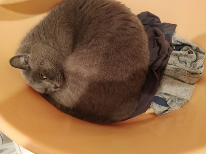 Когда устал так, что не дойти до дивана Кот, Британский кот, Длиннопост