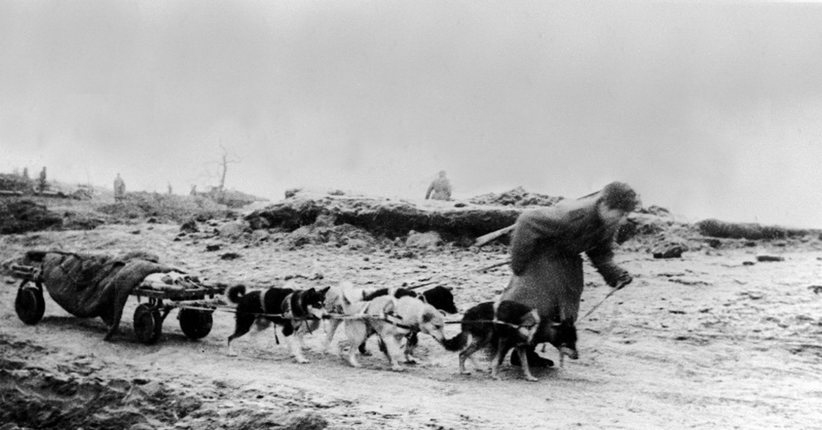 Собак в годы великой отечественной. Ездовые собаки на войне 1941. Собаки подрывники на войне 1941-1945.