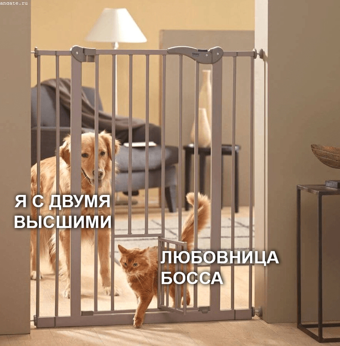 Форсю новый мем: перегородка от собак