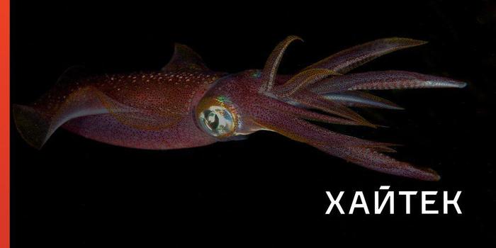 Вдохновленные уникальной и эффективной стратегией плавания кальмара, ученые разработали водного робота, который имитирует форму их движения.