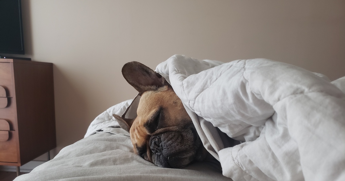 Спящие псы отзывы. Собачка в постели. Кровать для собаки. Собачка в кровати.