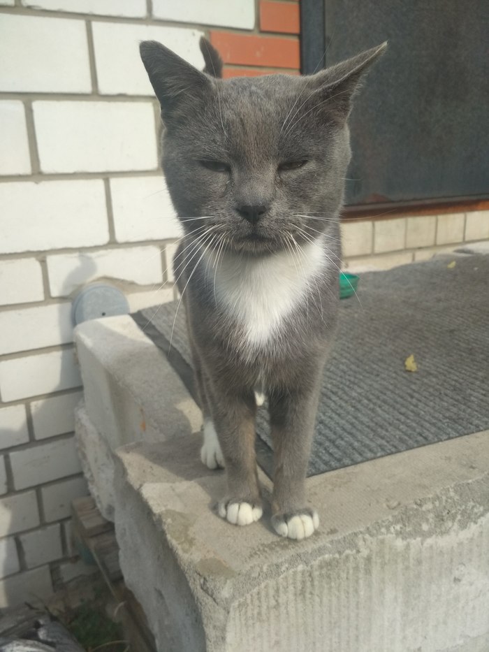 Корлеоне всех котов.