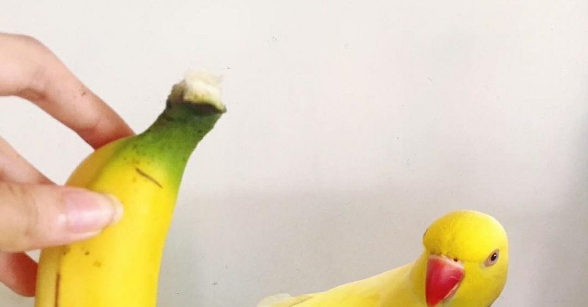 Можно давать попугаям банан. Банановый попугай. Попугай из банана. Банан попугаям волнистым. Бананы бананы попугаи.