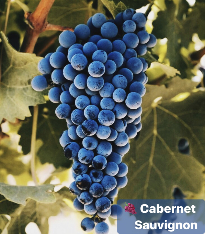 ���� Cabernet Sauvignon