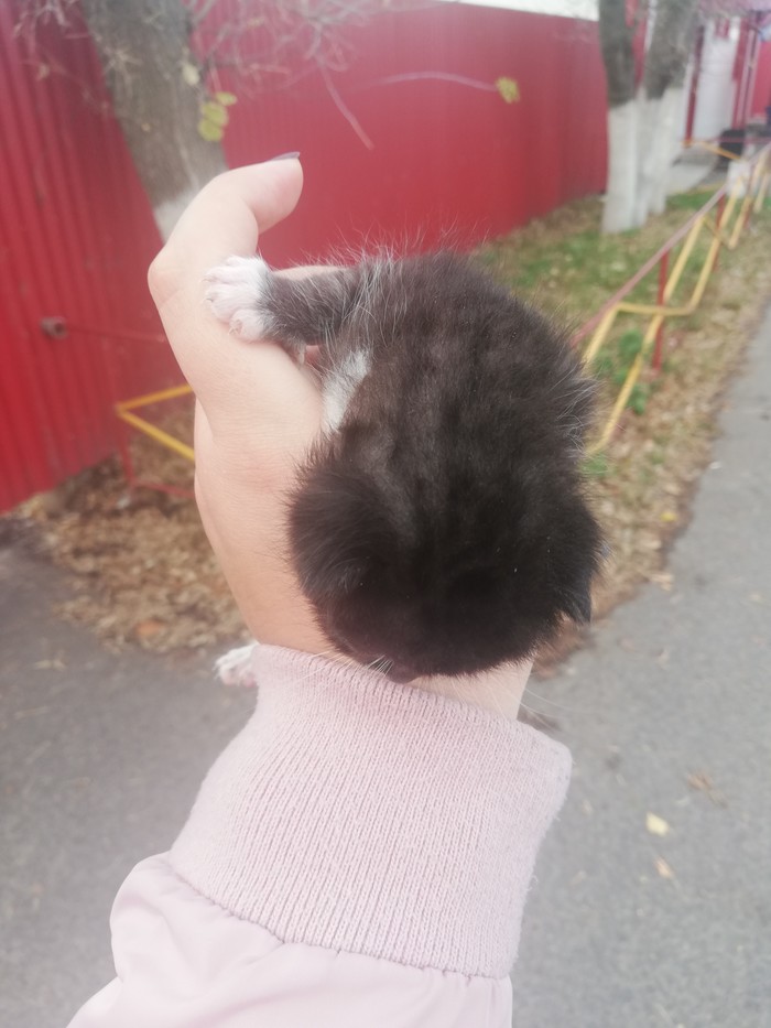 Котенок ищет дом. Москва.