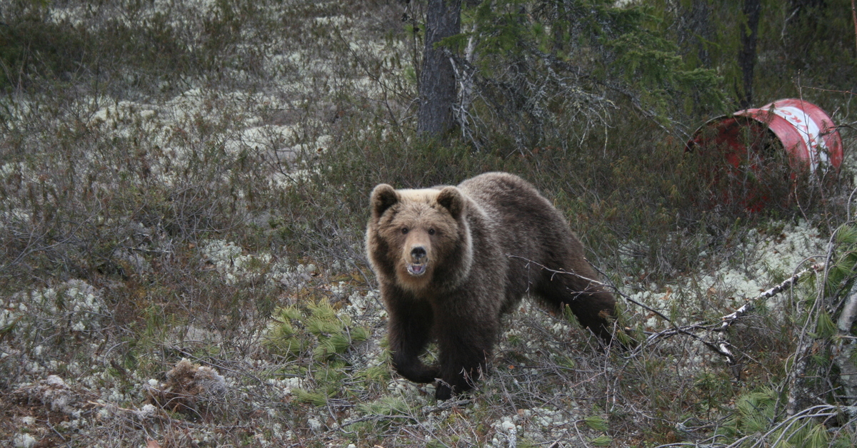 Какие животные есть в якутии. Бурый медведь в тайге. Бурый медведь в Якутии. Якутский медведь бурый. Бурый медведь хозяин тайги.