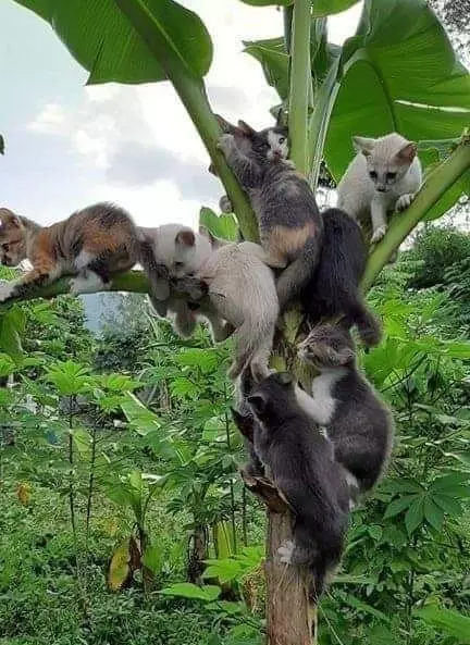 Нашёл дерево на котором растут коты Кот, Котомафия, Милота, Фотография