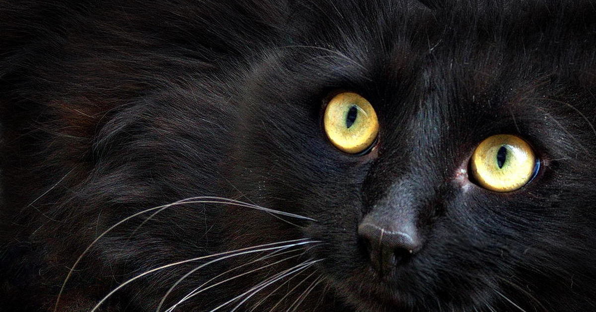 марсик. мартен марсик. черно белый кот марсик. кот марсик фото. черно белый кот марсик.