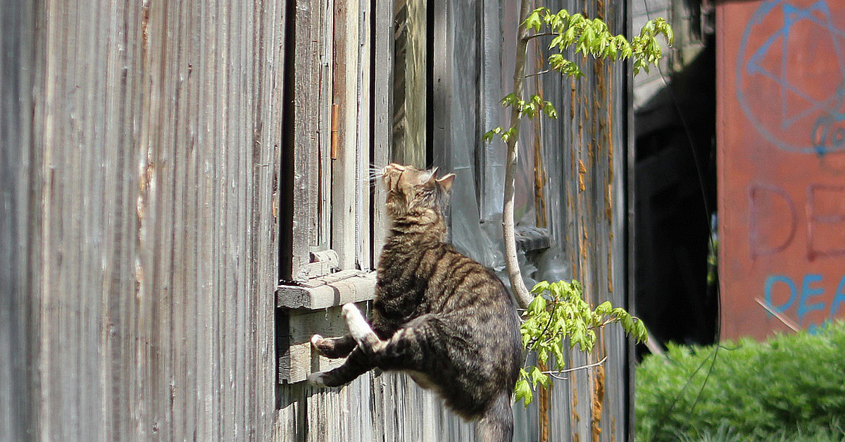 котик выглядывает из угла. любопытная кошка. любопытная морда кота. любознательный кот. какая любопытная.