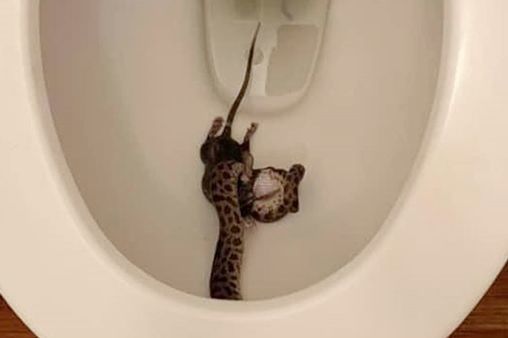   ,  . , , , 
