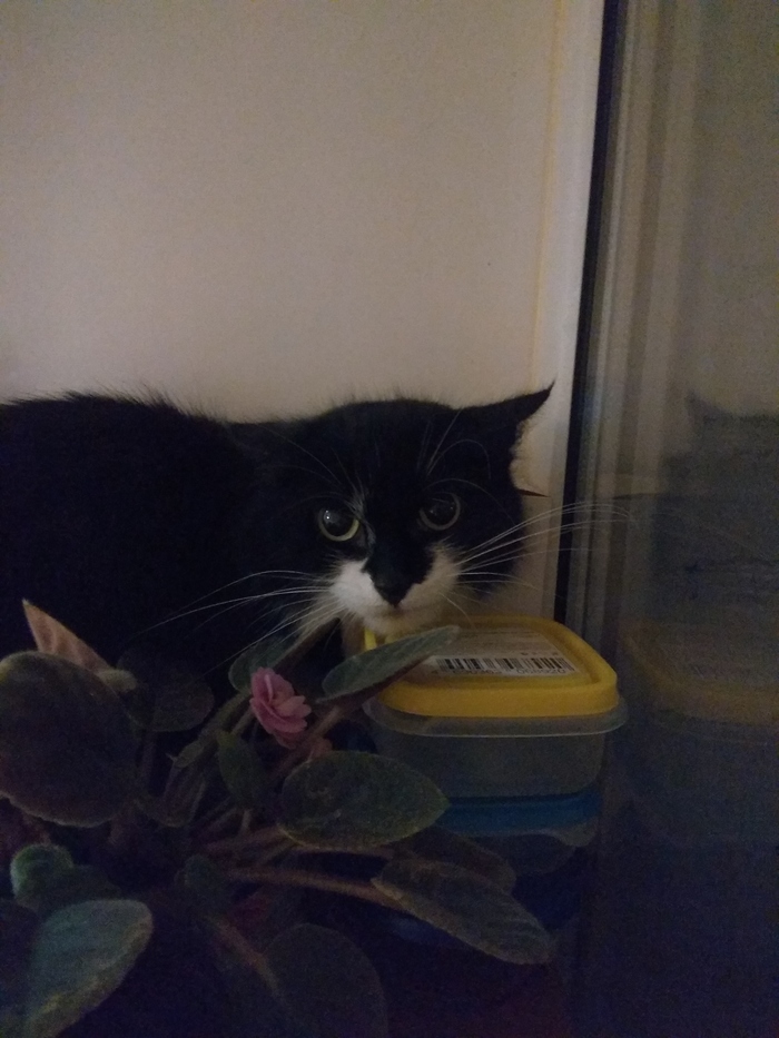 Найден кот или кошка