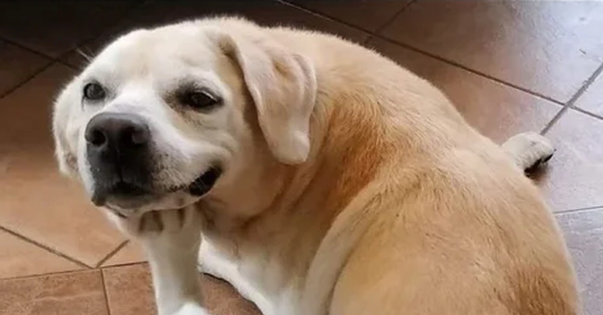 Лабрадор мем. Собака Мем. Смешные лабрадоры