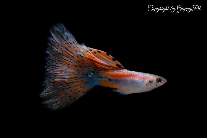 Отличный самец