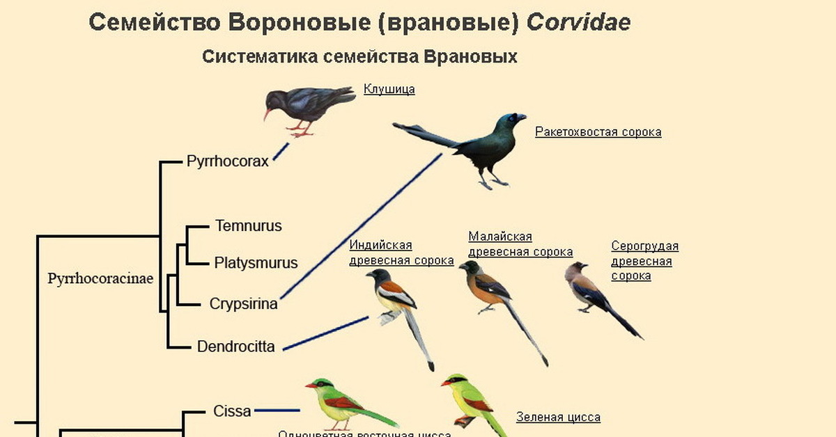 Виды птиц схема