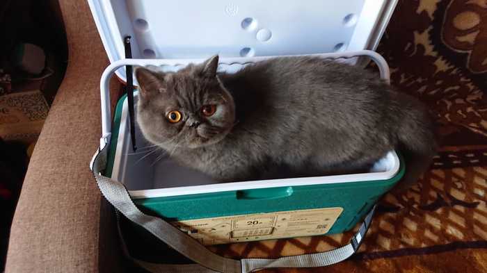 Хозяин, новая переноска маловата