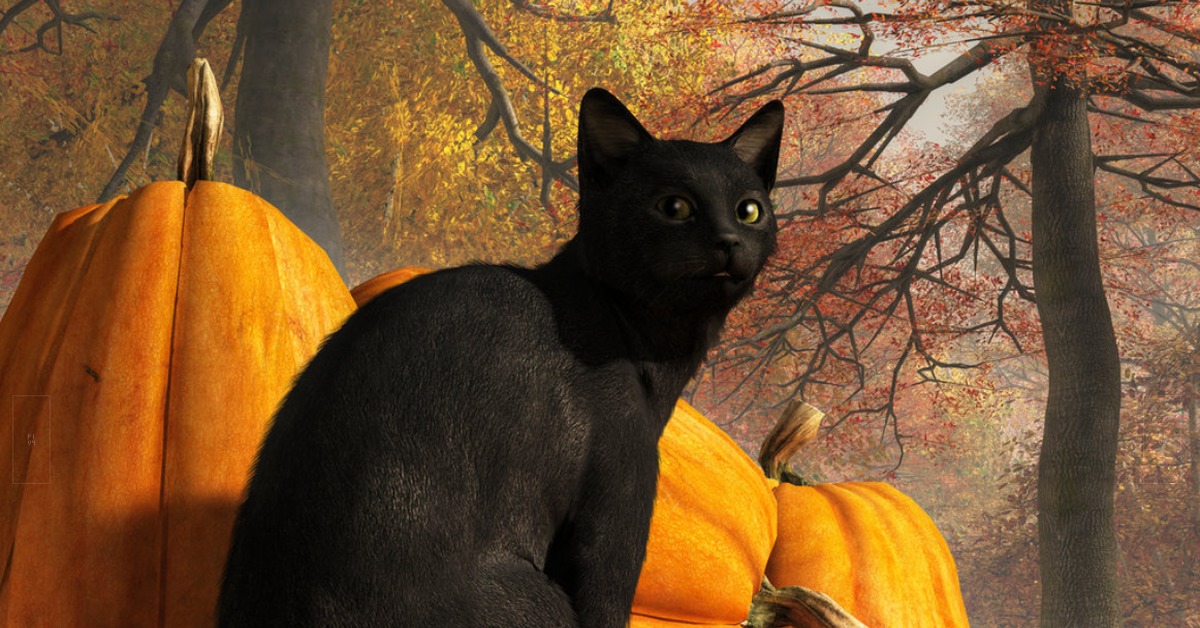 Кот тыква