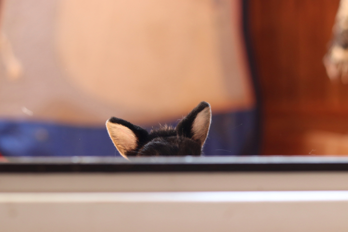 Маааленькие ушки