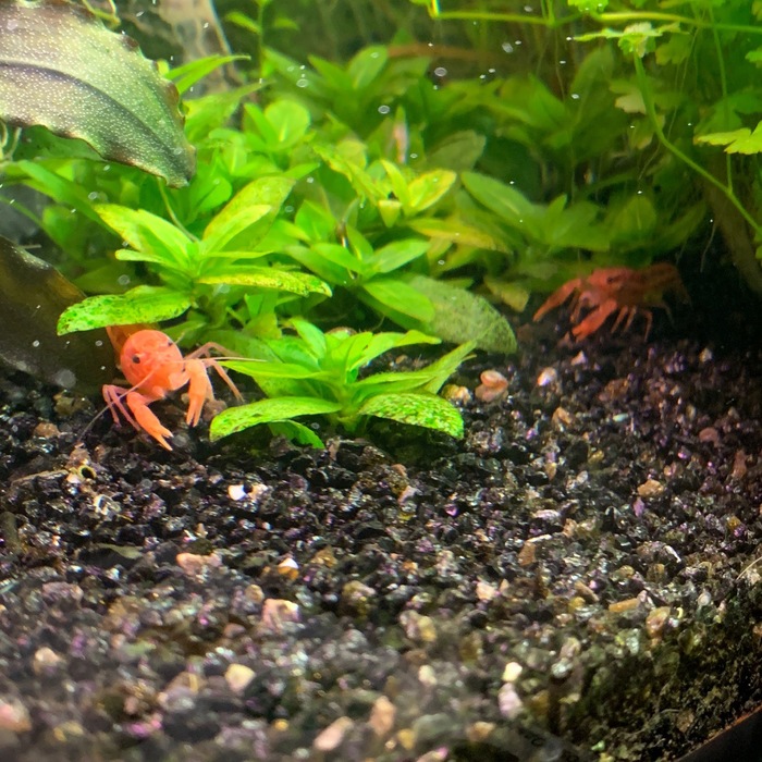 Новые обитатели аквариума - травника