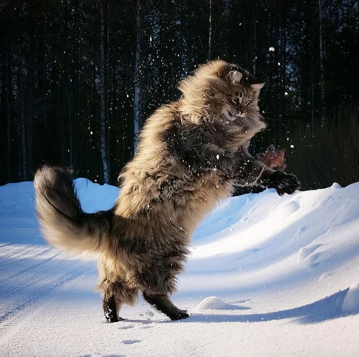 Шикарные норвежские лесные кошки, которые огромны, пушисты и обожают снег Кот, Норвежский лесной кот, Снег, Финляндия, Длиннопост, Фотосессия