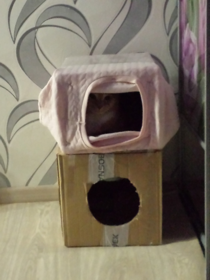 Всего лишь кофта на коробке - домик для котэ, а как крипово