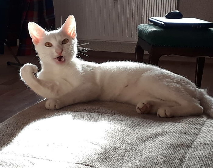 ��� ����, ����� �������