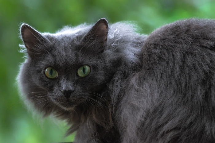 Кот породы нибелунг фото