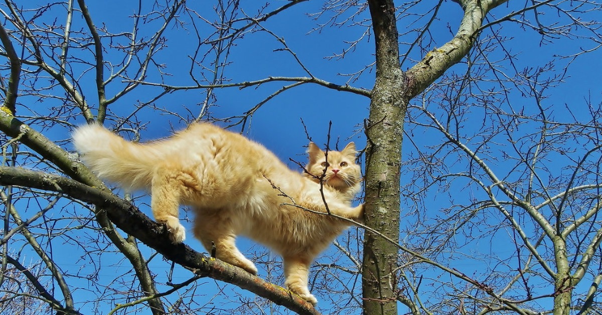 Стоящим на ветке. Котик на дереве. Кот на ветке. Рыжий кот на дереве. Пушистый кот на дереве.