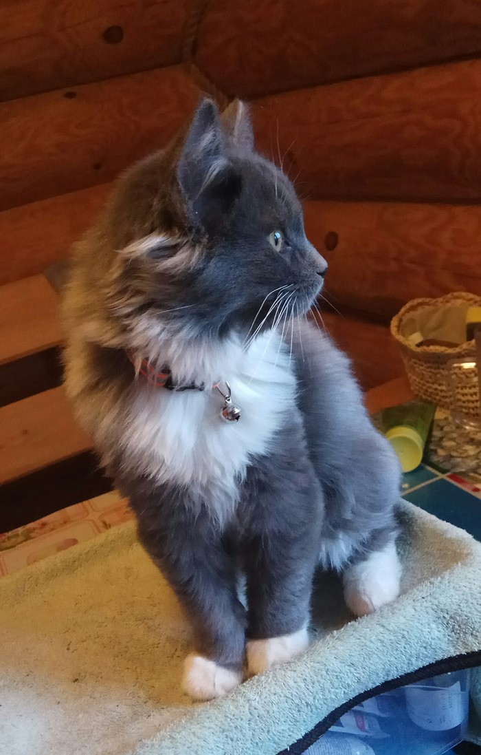 в добрые руки дмитров. котенок трехшерстный в добрые руки москва. трехцветные котята в дар. в добрые руки дмитров. в добрые руки дмитров.