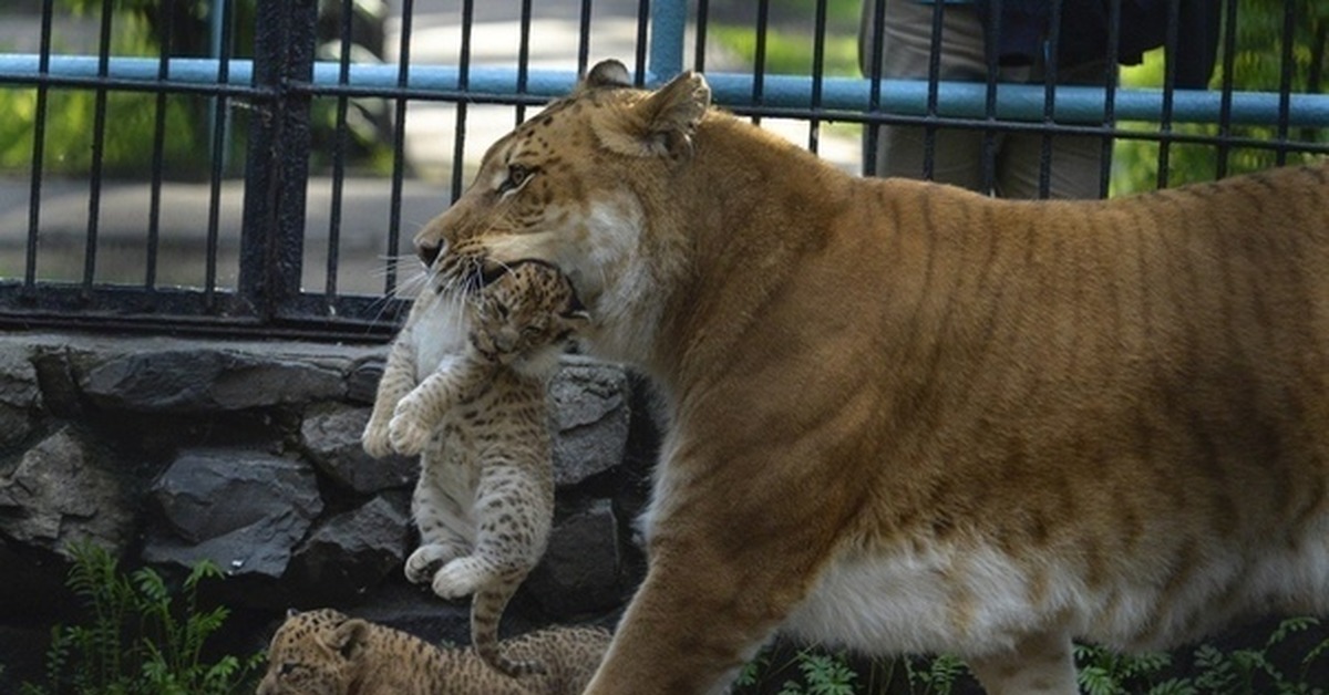 Гибрид льва и тигра фото