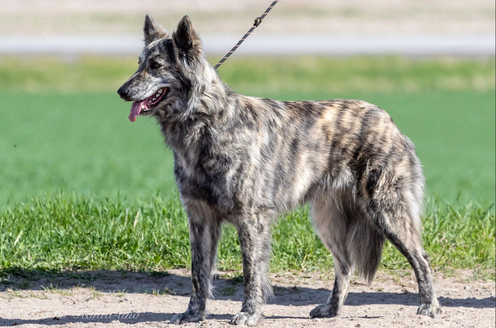 Описание породы собак Голландская овчарка (Хердер) с отзывами и фото