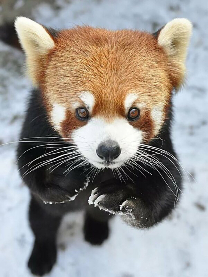 ������� �����