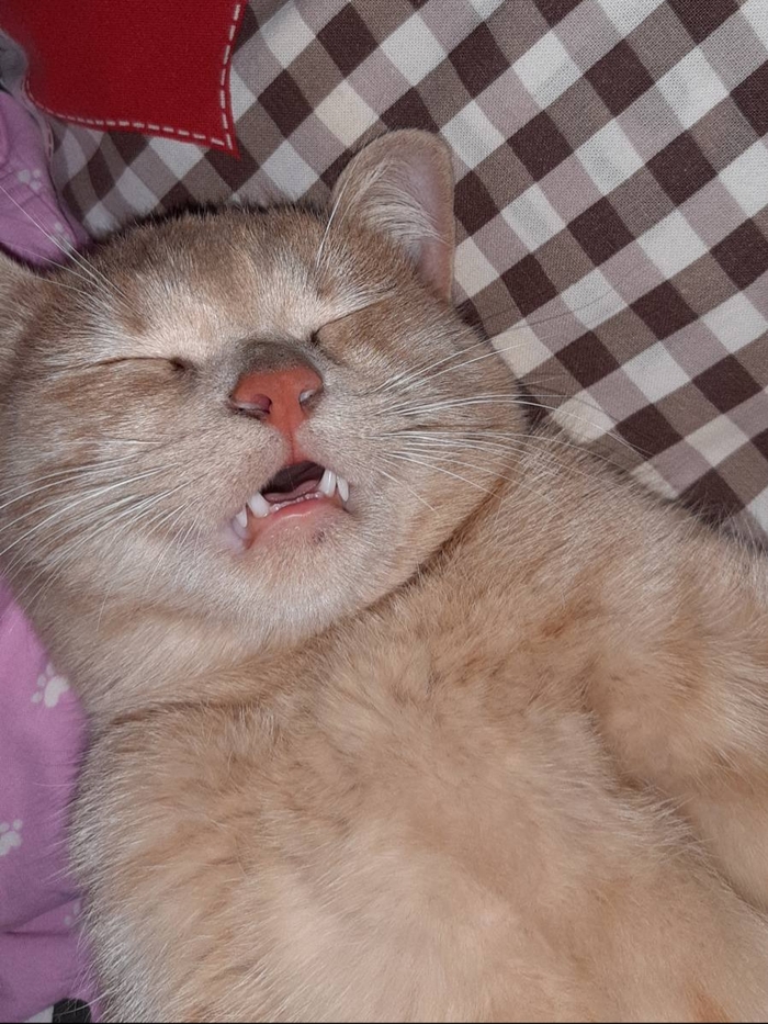 Кошачий сон