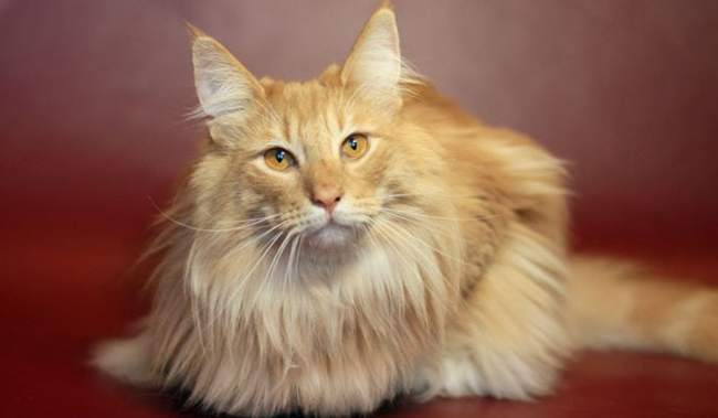 Самые длинношерстные породы кошек | Пикабу
