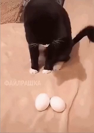 Примерка Кот, Котомафия, Домашние животные, Яйца, Примерка, Гифка