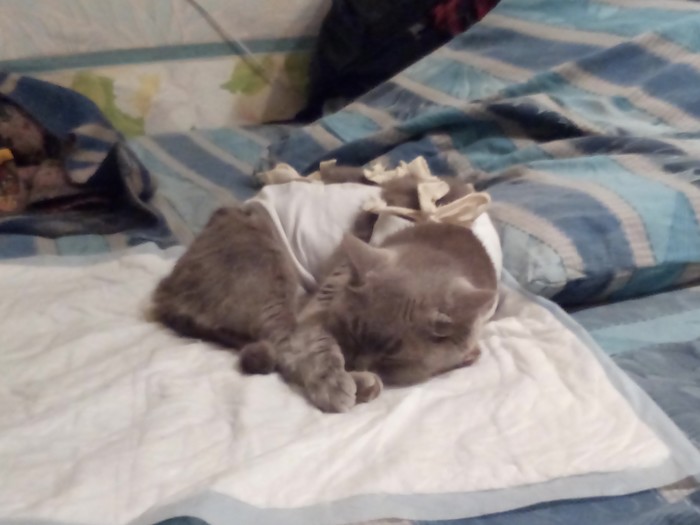 Скандал с петербургским котокафе "Гулу" - угрозы активисткам