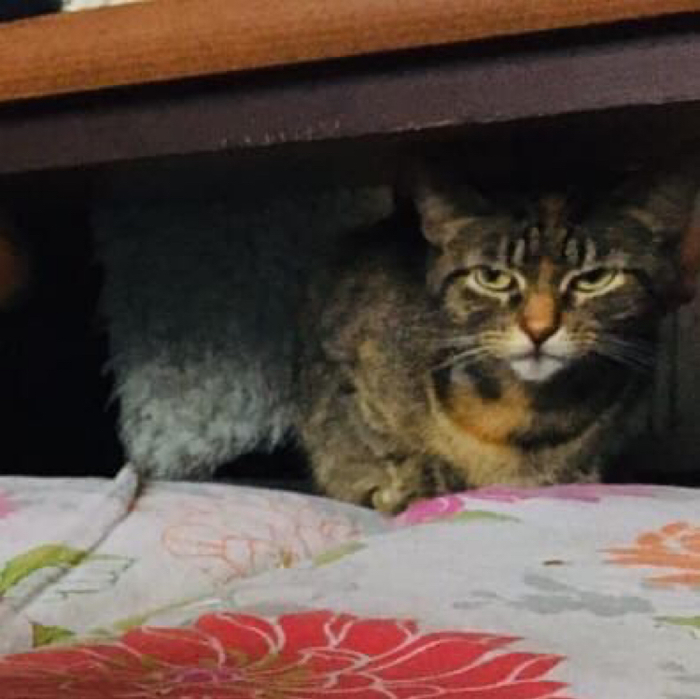вот так выглядит ревность кот. Смотреть фото вот так выглядит ревность кот. Смотреть картинку вот так выглядит ревность кот. Картинка про вот так выглядит ревность кот. Фото вот так выглядит ревность кот