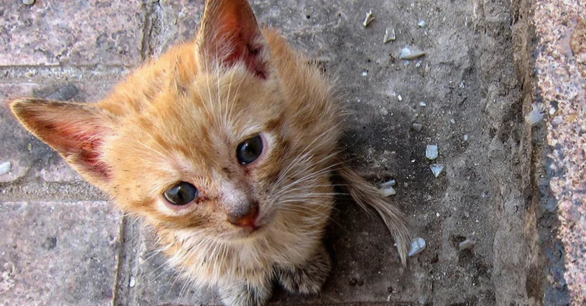 Фото несчастный котенок