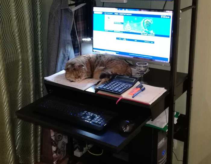     , Hakuna matata, , 
