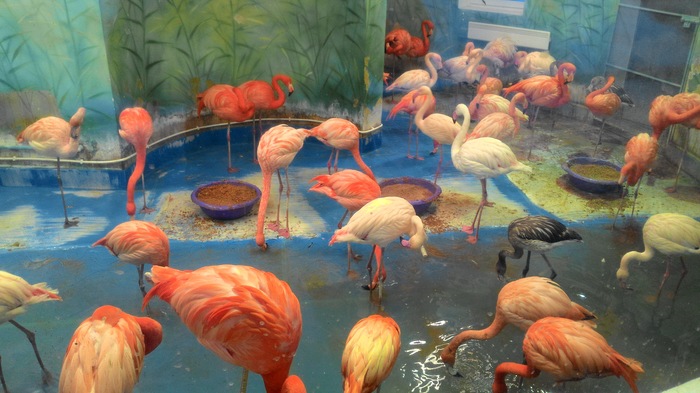 Ответ на пост «Сделал снимок, который выглядит как рисунок»