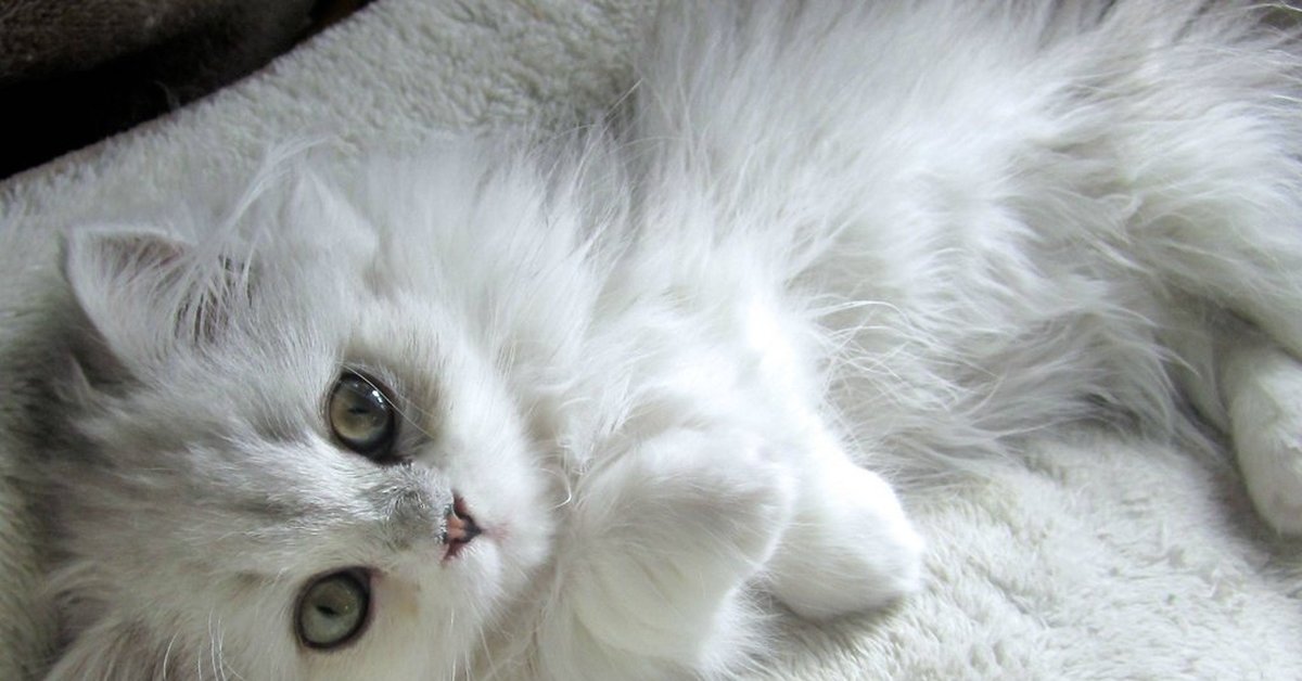 Возьму белую кошку. Кошка белая. Белая пушистая кошка. Белый котенок. Котята беленькие пушистые.