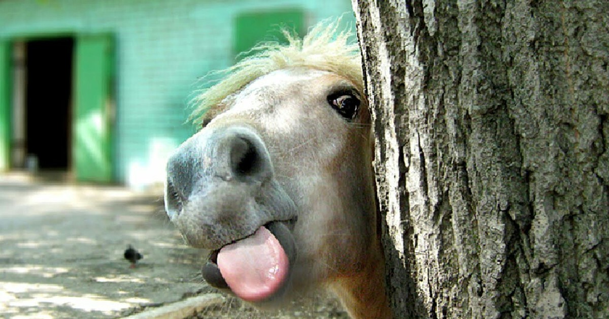 Лошадка язык. Смешная лошадь. Лошадь обиделась. Язык лошади. Лошадь показывает язык.